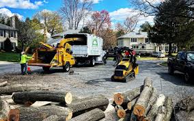 Best Stump Grinding and Removal  in Crested Butte, CO
