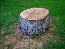 Best Firewood Processing and Delivery  in Crested Butte, CO
