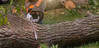 Lawn Maintenance Plans in Crested Butte, CO