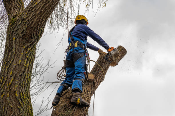 Best Leaf Removal  in Crested Butte, CO