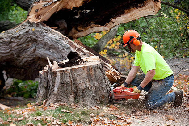 Best Tree Mulching  in Crested Butte, CO