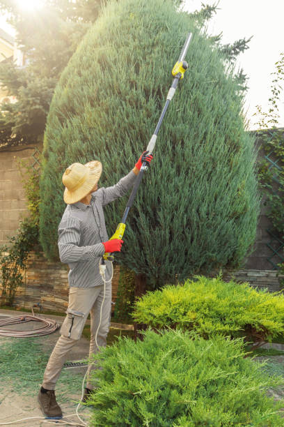 Best Organic Lawn Care Solutions  in Crested Butte, CO